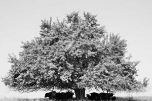 Behlmann Ruth Granny B. Photography Photo Cattle Sheltering under Prairie Tree Kearney Nebraska