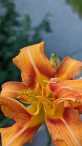 Powell-CIndy-Orange-Daylily-Sample-of-her-Nature-Garden-Photography